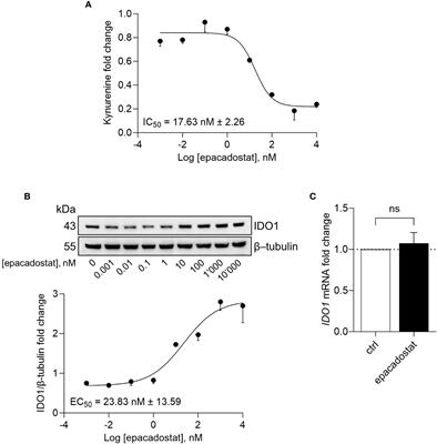 Epacadostat stabilizes the apo-form of IDO1 and signals a pro-tumorigenic pathway in human ovarian cancer cells